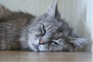 Parvovírus felino: sintomas e tratamento