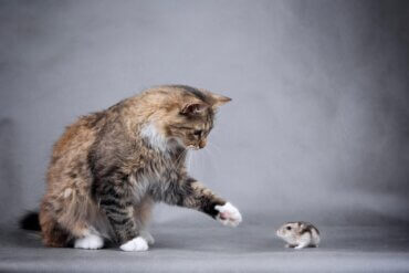 A convivência entre um gato e um hamster é possível?