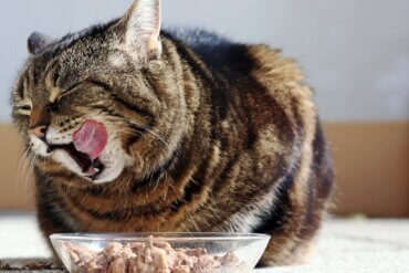 Alimentos para gatos com hepatite