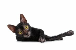 Lykoi, o gato lobo: tudo sobre esta raça