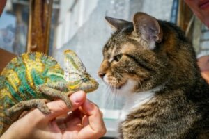 Gatos e répteis exóticos: a convivência é possível?