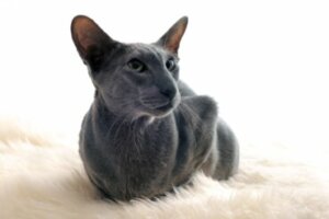 Gato de oriental de pelo curto: tudo sobre essa raça