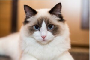 Doenças do gato ragdoll