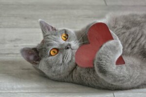 Cardiomiopatia hipertrófica felina: sintomas e tratamento