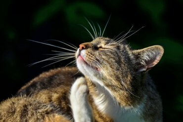 Credeli para gatos: dosagem e efeitos colaterais