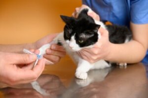 Tipos de anemia em gatos