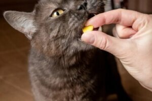 Micralax para gatos: utilizações e contraindicações