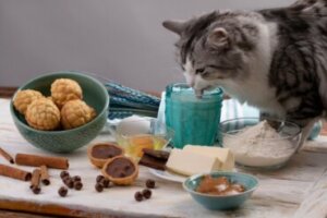 A aveia é boa para os gatos?