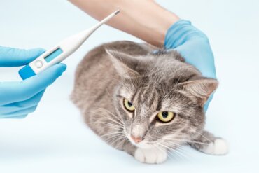 Salmonelose em gatos: sintomas e tratamento