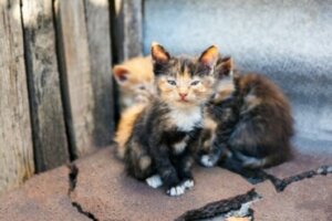 Quais doenças um gato de rua pode transmitir?
