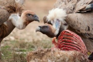 Sentinelas do veneno: as aves que lutam contra essa ameaça