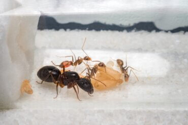Primeiros passos para cuidar de uma colônia de formigas