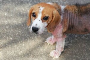 Ictiose em cães: sintomas e tratamento