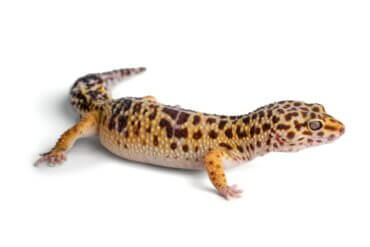 A cauda da minha lagartixa-leopardo caiu: o que fazer?