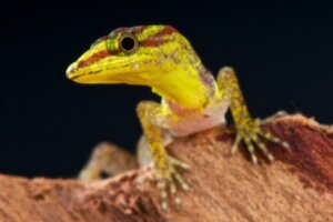 7 cuidando de uma lagartixa como animal de estimação