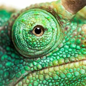 camaleão de Voeltzkow: visto em Madagascar após um século