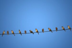 Por que os pássaros não tomam choque quando se empoleiram em cabos de energia?