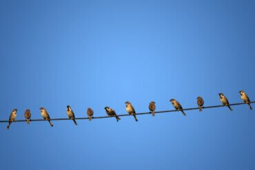 Por que os pássaros não tomam choque quando se empoleiram em cabos de energia?