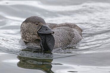 O pato Biziura lobata: habitat e características