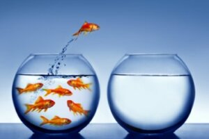 Os peixes podem se afogar?