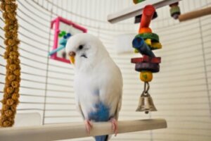 Como construir uma gaiola?