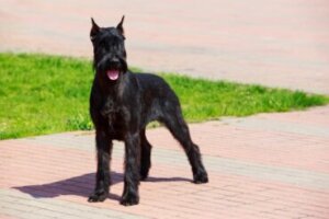 Schnauzer gigante: tudo sobre essa raça