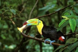 Alimentação do tucano