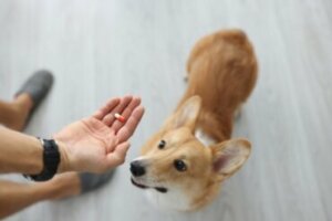 Albendazol para cães: dosagem e contraindicações