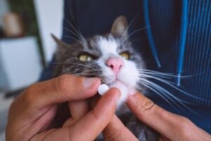 Minipress para gatos: dosagem e efeitos colaterais