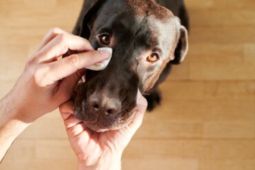 7 tipos de secreção ocular em cães (e o que elas significam)