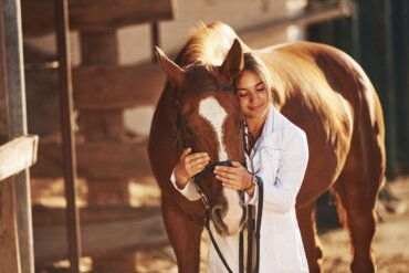 Estomatite vesicular equina: sintomas e tratamento