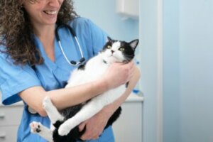 Abscessos em gatos: causas, sintomas e tratamento