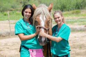 Distúrbios hormonais dos cavalos