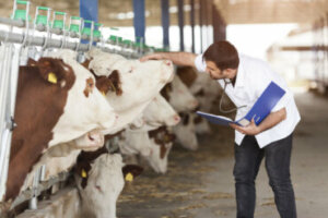 Tuberculose bovina: sintomas e tratamento