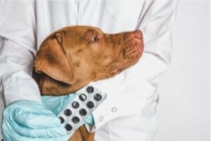 Dexametasona para cães: usos e efeitos colaterais