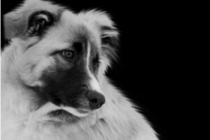 Aïdi ou Cão das Montanhas Atlas: tudo sobre essa raça