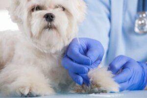 Doenças mais comuns do bichon maltês