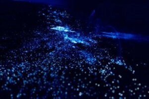 Presença de plâncton e algas bioluminescentes nas costas