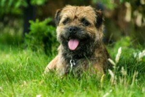 Border terrier: tudo sobre essa raça