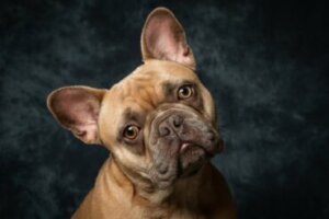As doenças mais comuns do bulldog francês