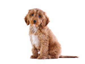 Cockapoo: cuidado e características