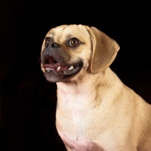 Puggle: tudo sobre esta raça
