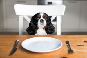 O que fazer se a ração do meu cachorro acabar?