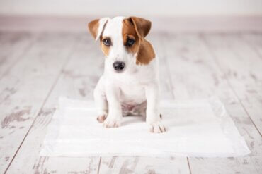 Como ensinar um cachorro a usar o tapete higiênico?