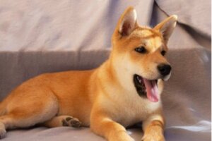 12 tipos de cães que parecem raposas