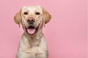 Guia para a saúde vaginal da sua cadela: tudo o que você precisa saber