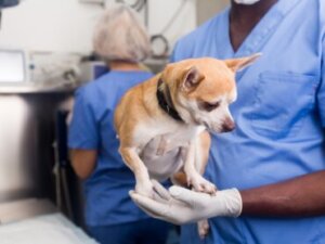 Doenças mais comuns em cães chihuahua