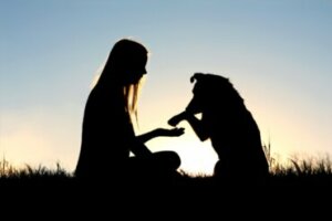 Remédios naturais para epilepsia em cães