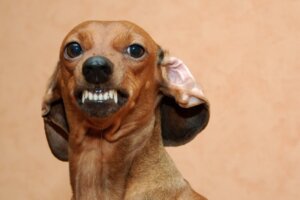 Irritar meu cachorro faz mal?