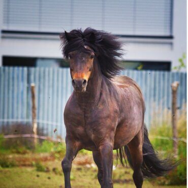 Cavalo irish hunter: origem e características